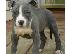 PoulaTo: American stafffordshire BLUE AMSTAFF